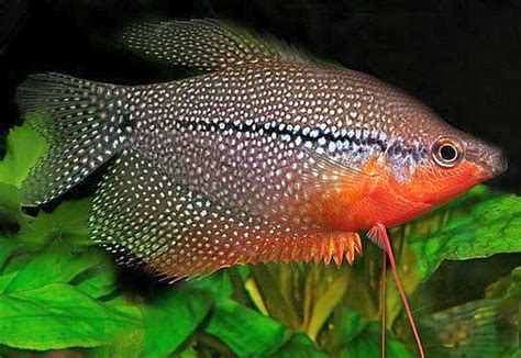 Pearl Gourami Fish - Size | Tank Mates | Description - SeaFish