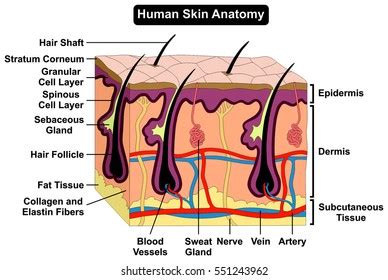 Illustration Human Skin Anatomy Along Explanation Stock Vector (Royalty Free) 2245101967 ...