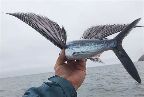 Flying Fish - A Bird in the Hand – Costa Rica Fishing - FECOP