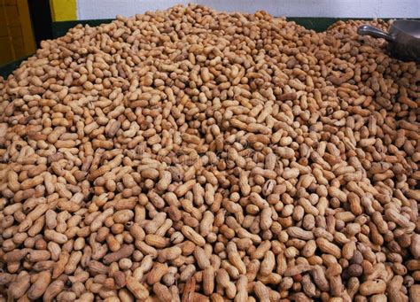 Fresh roasted peanuts stock photo. Image of nuts, focus - 28063918