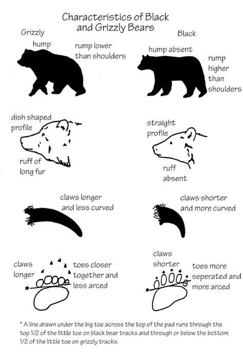 Characteristics of Bears in Yellowstone (U.S. National Park Service)