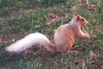 What is a white squirrel and where did they come from? - White Squirrel Institute