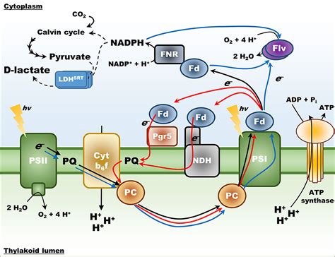 Frontiers | Enhanced Production of D-Lactate in Cyanobacteria by Re-Routing Photosynthetic ...