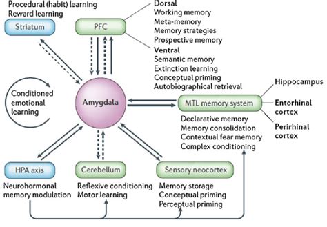 Potential mechanisms in which the amygdala may impact emotional memory ...