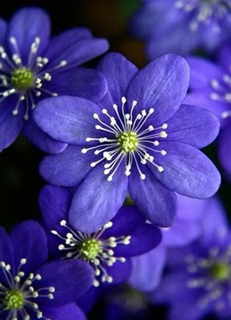 Les plus belles fleurs violettes en beaucoup d'images charmantes! | Beautiful flowers, Flowers ...