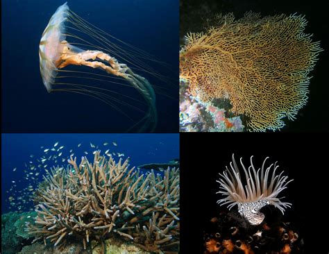 cnidaria – The Ocean: Explained