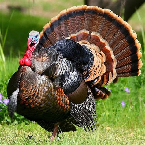 About Wild Turkeys | Info On Turkeys | Wild turkey, Vegan animals, Save animals