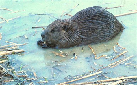 Beaver or muskrat? Here’s how to tell - The Washington Post