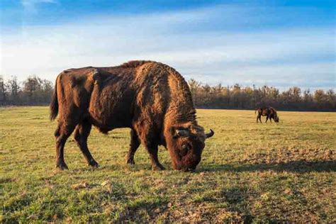 10 Animals That Chew Cud (List Of Cud-Chewing Animals)