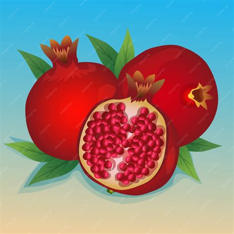 Premium Vector | Pomegranate vector illustration