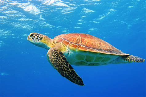 5 Helpful Tips for Snorkeling in Panama City Beach | Underwater swimming, Turtle swimming, Turtle