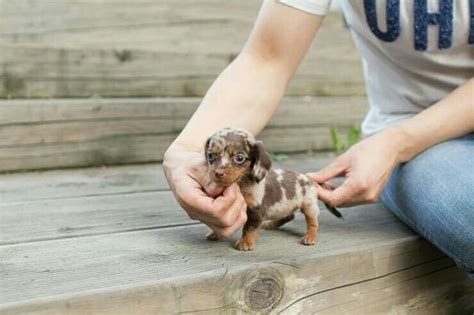 Adorable Chocolate Dapple Micro Mini Female Dachshund