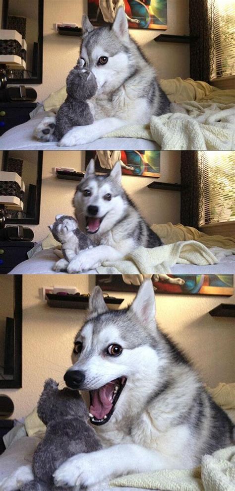 Joke Telling Husky Meme