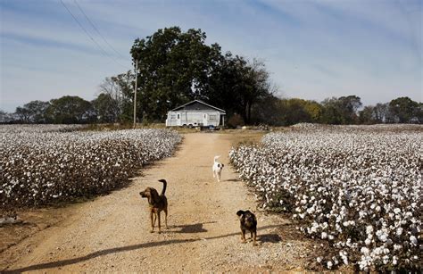 Once 'King,' cotton farming on a long decline in U.S. south