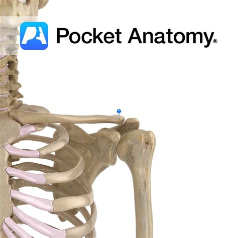 Clavicle - acromial end - Pocket Anatomy