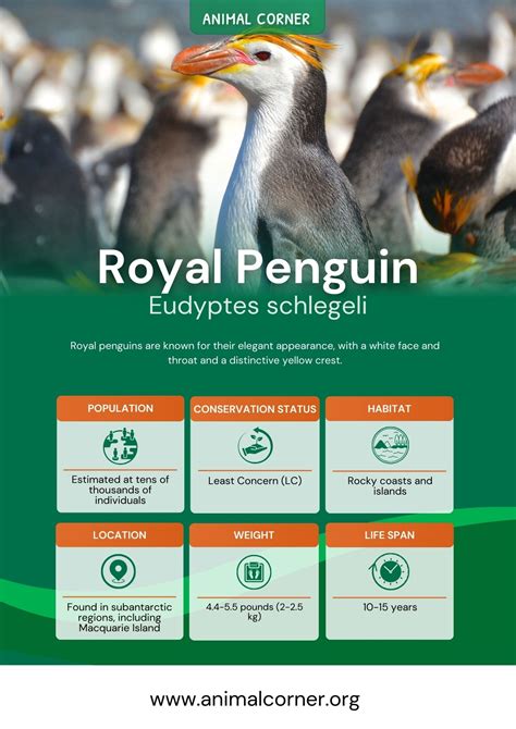 Royal Penguin - Top Facts, Diet & Habitat Information