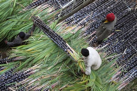 Philippines to Produce 2.5 Million Tonnes of Sugar Along With Launches ...