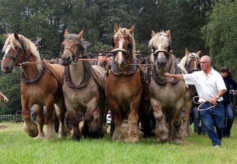 16 Belgian draft horses : Horses