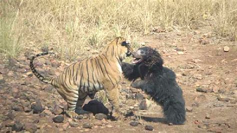 Watch This Intense Video of an Epic Battle Between a Tiger and Bear - Maxim