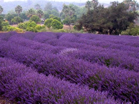 Lavender fields, Valley Center, CA. | Cross Country Road Trip | Pinterest | Lavender fields ...