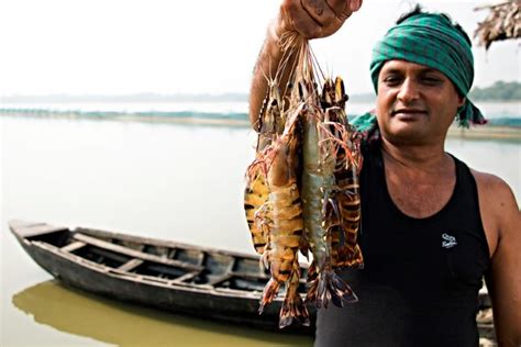 The Benefits of Sustainable Shrimp Farming - The Borgen Project