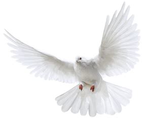 Holy Spirit Dove Png White Doves Flying Png Image With Transparent ...