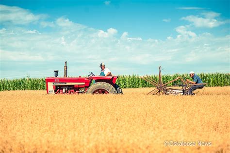 Harvesting Oats Brings Back A Lost Tradition - Oskaloosa News | Oskaloosa News