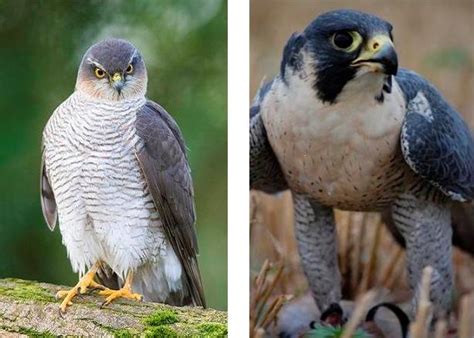 Identifying Birds of Prey 1 | Scottish Wildlife Trust