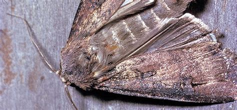 Monitoring bogong moth population change