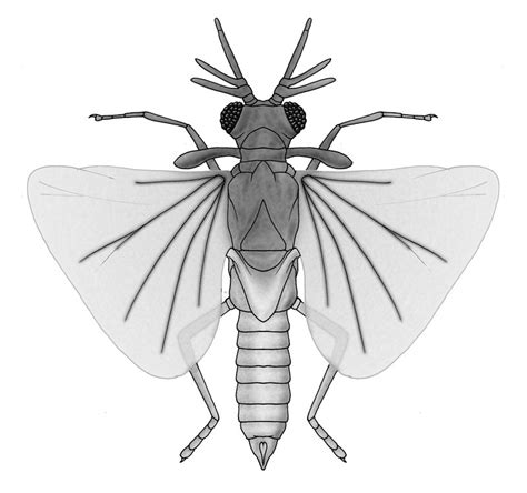 Strepsiptera Life Cycle