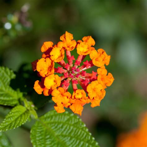 Lantana camara flowers 11052657 Stock Photo at Vecteezy