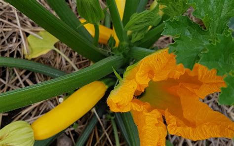 Squash Flowers - Common Roots Urban Farm