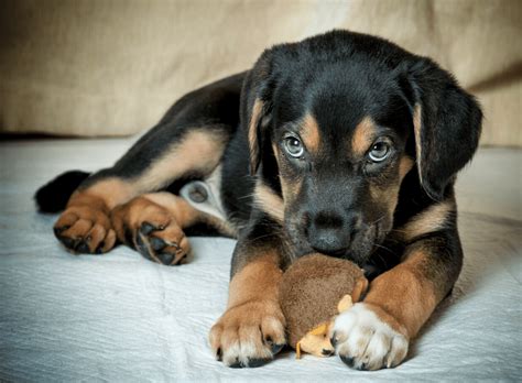 Rottweiler Lab Mix - Top Facts & Guide - Animal Corner