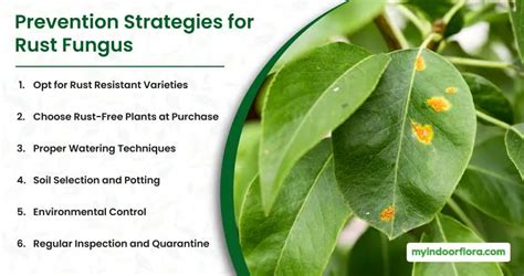 Rust Fungus On Monstera: [Causes, Treatment, And Prevention]