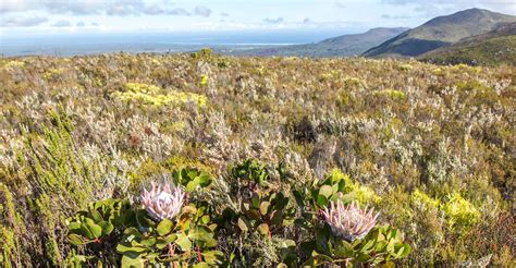 Grootbos Private Reserve, Cape Floral Region, South Africa