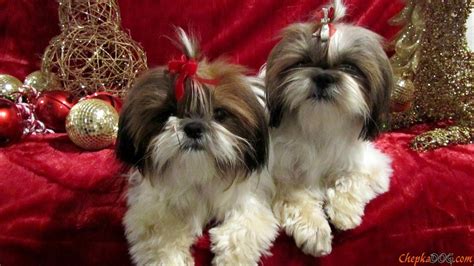 Shih Tzu Christmas Wallpaper - WallpaperSafari