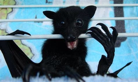 Black headed flying fox pup, Australia - doing his exercises! | Fox ...