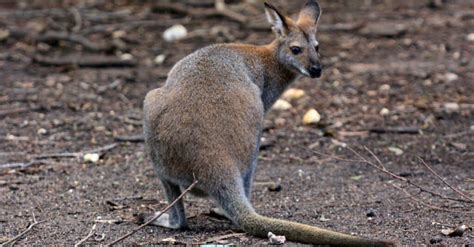 Discover the 4 Largest Kangaroo Species - A-Z Animals