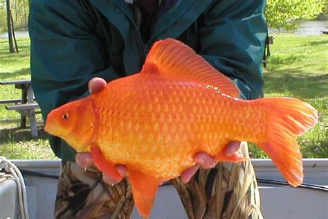 Goldfish - Invasive Species Council of British Columbia