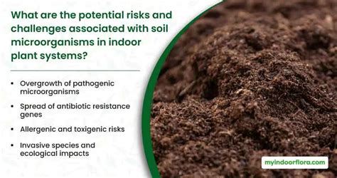 The Role Of Soil Microorganisms In Indoor Plant Health