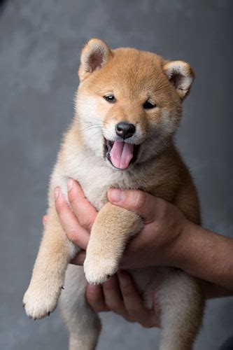 How Much Do Shiba Inu Puppies Cost? - My First Shiba Inu