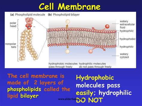 47 Best Of Can Hydrophobic Cross Cell Membranes - insectza