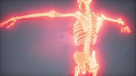 Medical Science Footage Of Human Skeleton Bones Transparent Human Body With Visible Bones Photo ...