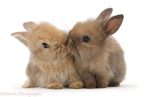 Cute Animals Photographs of Lionhead Cross Bunnies Kissing, WP23711.