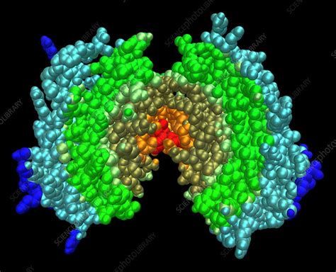 Human Interferon-Beta - Stock Image - C002/8325 - Science Photo Library