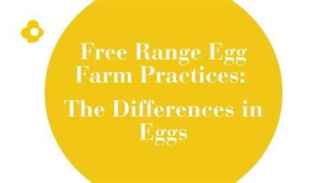 Free Range Egg Farm Practices: The Differences in Eggs - Eggzi