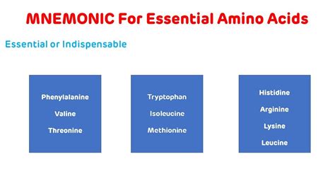 Essential Amino Acids Mnemonic - YouTube