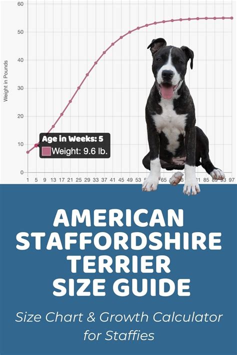 American Staffordshire Terrier Size Guide: How Big Does a Staffie Get ...