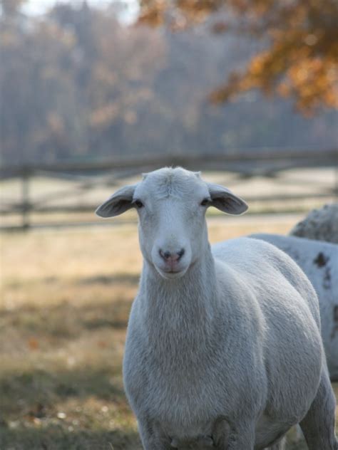 Snowflake - St. Croix Sheep - Farm Animal Art - Limited Edition - Wall Art - Kim Carr Photography