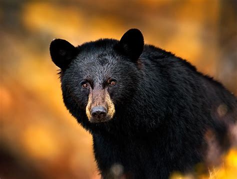 Head shot of a black bear in the fall in Yellowstone NP | Title: Black Bear Stare Down ...